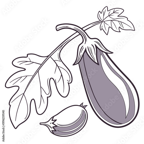 Fresh eggplant on the vine with leaf and slice white background still life