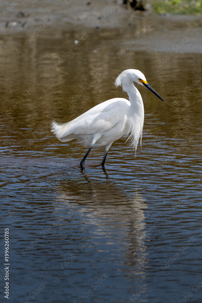 Obraz premium snowy egret in the salt marsh of Huntington Beach State Park in South Carolina