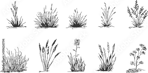 Hand drawn sketch illustration of tall wild grass and wheat stalks silhouettes on white background vector illustration.