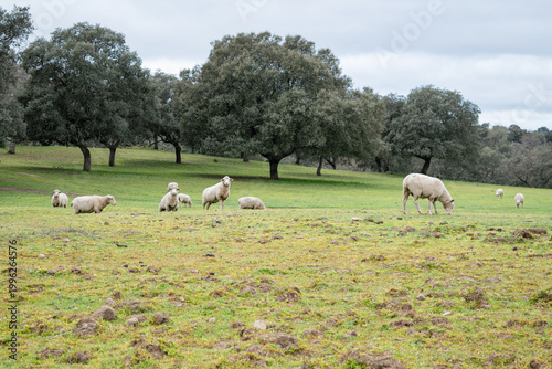 Obraz na płótnie Herd animals with unsettling gazes in a scene of diffused light and shadow, silhouettes of somber trees on a stormy day