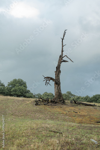 The charred skeleton of a tree on a solitary hill beneath a stormy sky.