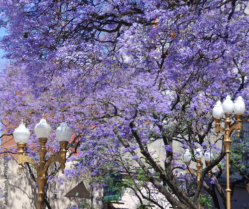 Street lantern in front Jacaranda tree, Buenos Aires, Argentina