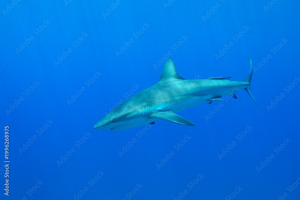 Fototapeta premium Caribbean Reef Shark