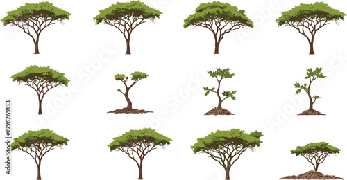 African Acacia Tree Variety Collection Set Green Brown Detailed Savanna Nature Vector Illustration