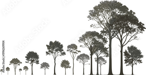 Tree Growth Sequence Silhouette Row from Small Sapling to Tall Mature Tree Vector Illustration