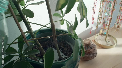 Watering a houseplant with a bottle in a room with decorations and sunlight shining through the window during the day
