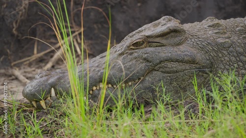 Giant Nile crocodile resting head on muddy shore of a river in Okavango Delta, Botswana, powerful jaws sharp teeth visible among green grass