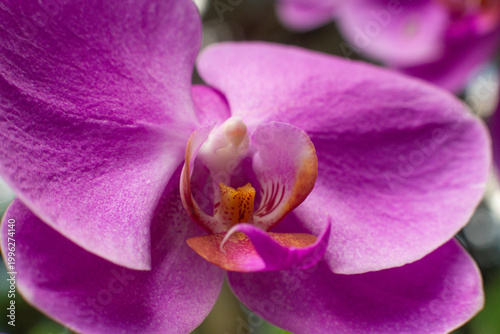 close up of beautiful orchid flowers in the garden