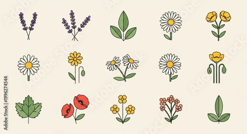 Collection of Botanical Illustrations of Various Flowers and Leaves.