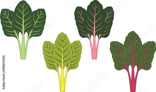 Colorful Swiss Chard Leaves Set with Green Yellow Pink and Red Stems Flat Vector Illustration