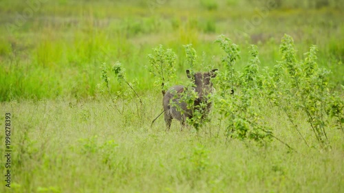 Warthog with tusks standing in green grassy savanna in Botswana, Africa, wild animal grazing in natural habitat and wagging its tail, phacochoerus africanus in slow motion