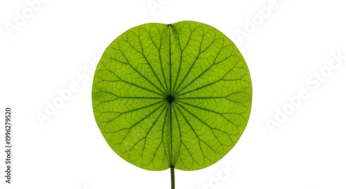 Vector illustration of closeup of a single green round leaf with visible veins on a transparent background
