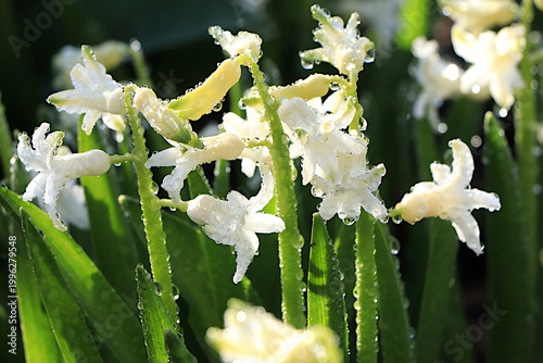 Delicate first hyacinths with dewdrops after rain in a spring garden. Abstract floral background with a blurred background and bokeh effect. Spring arrival concept, floral card, design template