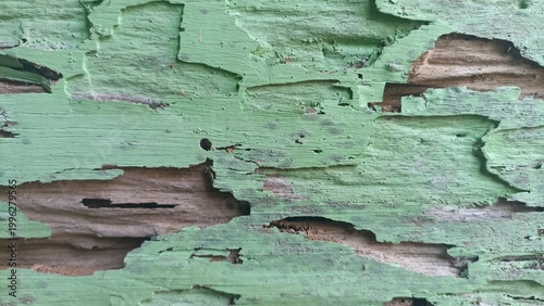 Peeling Green Paint on Weathered Wood Surface Texture. Close-up of cracked green paint revealing aged wood beneath, showing decay and rustic texture