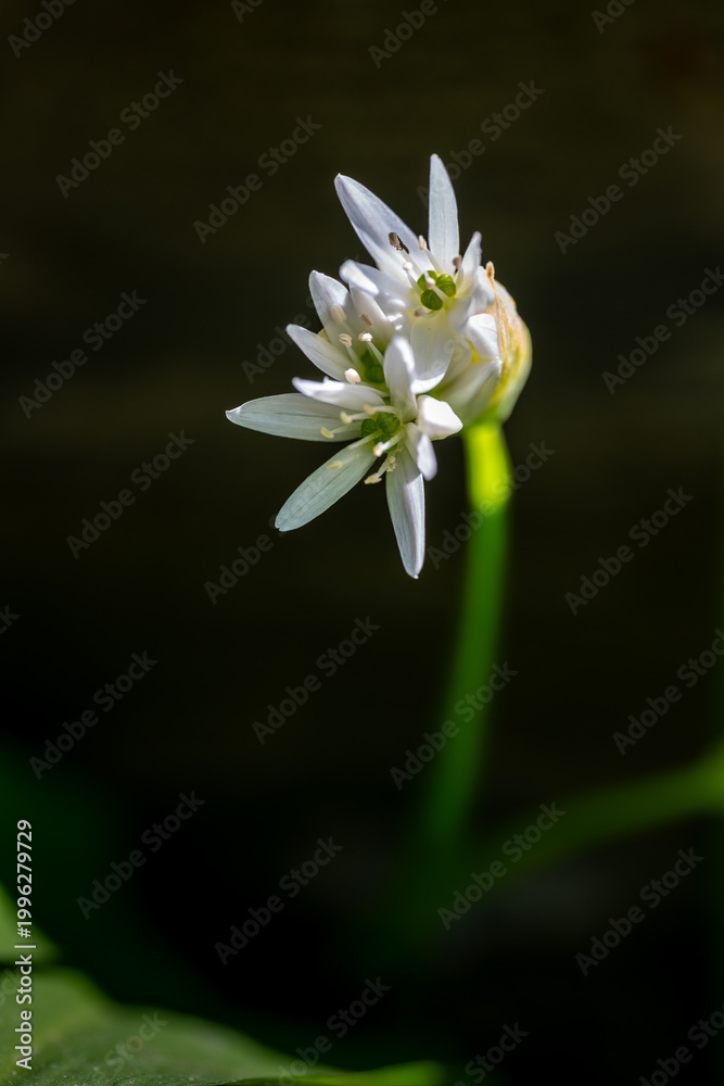 Fototapeta premium Delicate white flower in the forest.