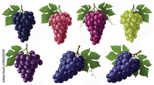 Grapes collection with purple, red and green bunches, fresh juicy vineyard fruit set with leaves isolated on light background realistic vector illustration