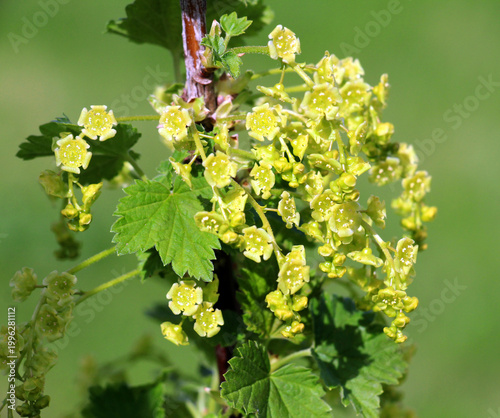 Red currant (Ribes rubrum) blossoms on a bush branch