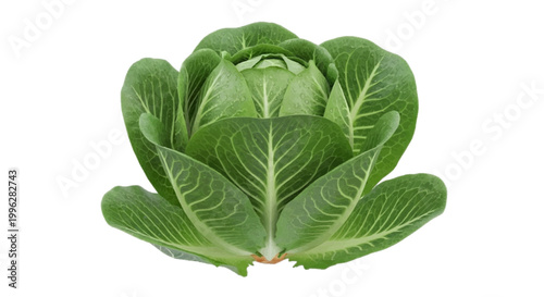 Vector illustration of fresh green romaine lettuce head on a transparent background