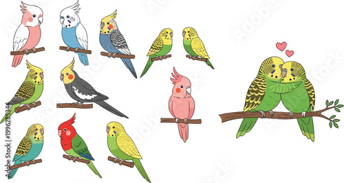 Colorful parakeets and cockatiels in various poses, including couples, vector illustration