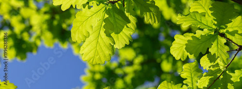 Banner green oak leaves against a clear blue sky in fresh spring foliage and ...