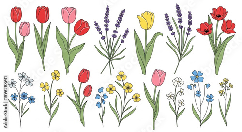 Collection of Hand Drawn Botanical Illustrations of Flowers.