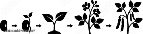 Bean Plant Lifecycle Seed Germination Flowering Icons