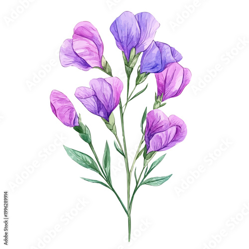 Foto Sweet Pea Flower, watercolor drawing vector, isolated on a white background