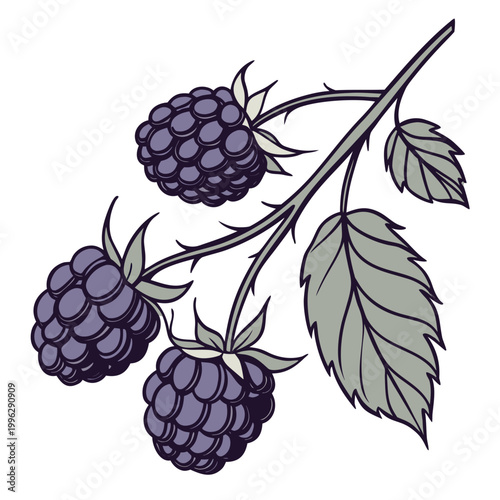 Fresh blackberry fruit illustration on a thorny branch with green leaves