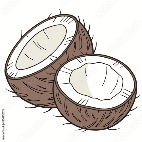 Tropical coconut halves illustration showing white flesh and brown shell