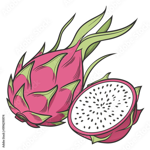 Hand drawn style dragon fruit showing whole and cross section with juicy pulp