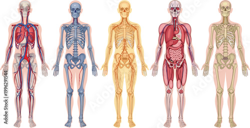 Human body systems anatomy illustration circulatory skeletal nervous digestive organs medical diagram educational vector artwork design graphic
