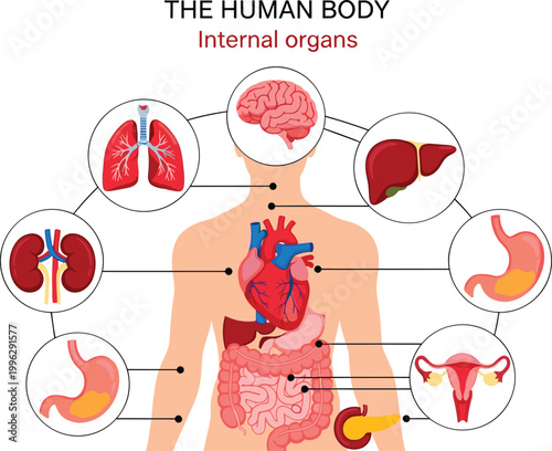 Human body internal organs diagram anatomy medical illustration brain lungs heart stomach liver kidneys intestines pancreas reproductive vector artwork