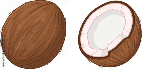 Coconut Vector Illustration with Whole and Half Cut Tropical Fruit Showing Shell Texture and White Flesh for Food, Summer and Exotic Design