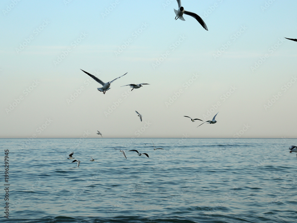 Fototapeta premium Seagulls flying above the ocean during early morning light near the shore