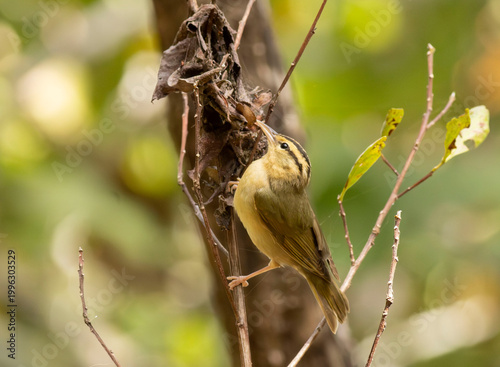 Fotografía Worm-eating Warbler bird in tree