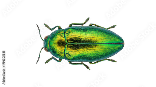 Foto Captivating iridescent green jewel beetle, showcasing a brilliant metallic sheen