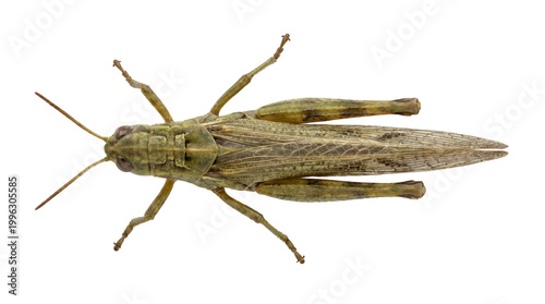 Quadro su tela Top-down view of a detailed and realistic grasshopper with textured brown and gr