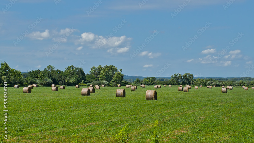Fototapeta premium Sunny meadow with hay stacks under a blue sky near Keszthely, Hungary 