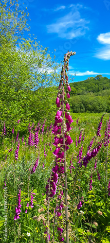 Beautiful wild foxgloves growing in English countryside on a Spring day adding a splash of colour to woodland areas and spreading over the years to create a mass of colours.
