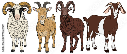 goat and sheep vector illustration set. collection of farm animals isolated on white background. domestic livestock characters. ram, billy goat, and ewe standing. cartoon farm animal pack