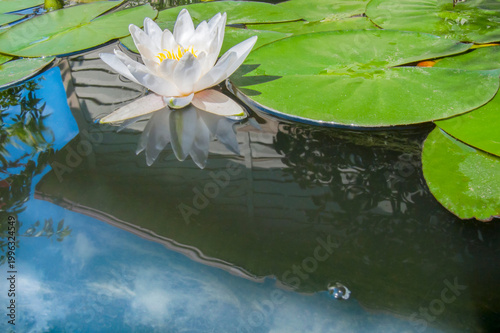 White nymphaea Alba with mirror reflection in a pond next to large lily pads