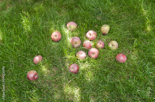 Ripe red apples scattered on green garden grass under the sun