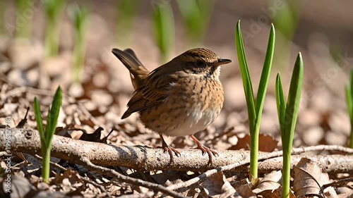 Small brown bird perched on branch in spring forest