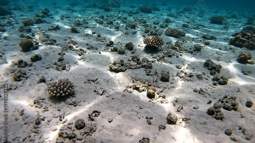 Scattered coral on sandy seabed with sunlight underwater