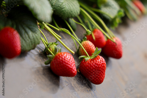 Bild auf Leinwand Close-up of fresh ripe red strawberries growing on a farm in a greenhouse