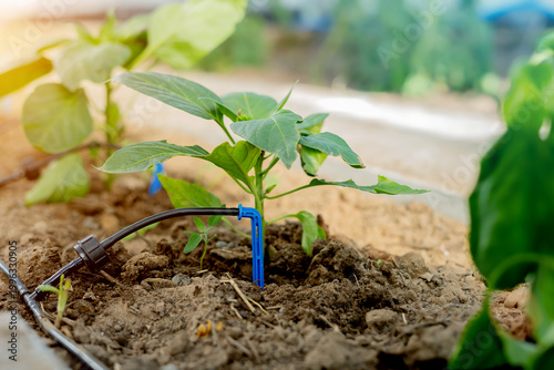 Drip irrigation in the greenhouse for peppers close-up