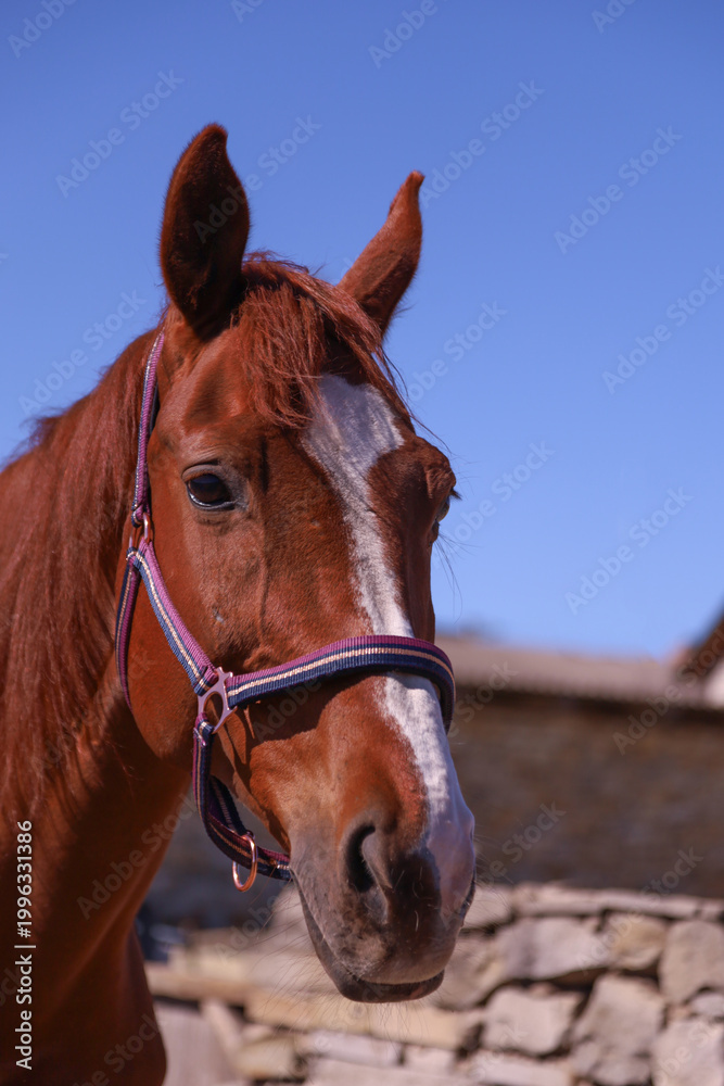 Obraz premium Majestic Chestnut Horse Portrait with Clear Blue Sky