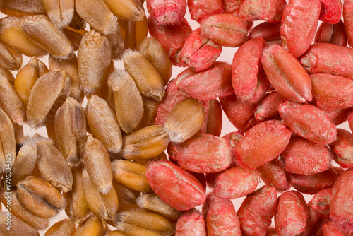 treated wheat seeds