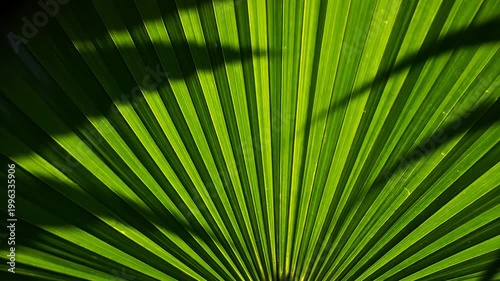 Vibrant green fan palm leaf with sunlight and shadows