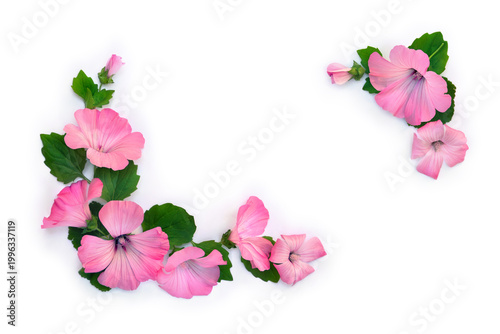 Pink hibiscus flowers frame on white background with copy space, flat lay, top view